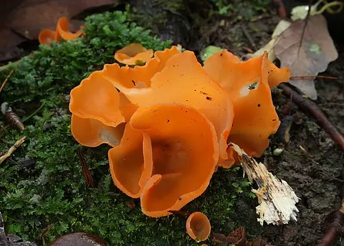 Orange Peel Fungus