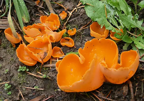 Another view of Orange Peel Fungus