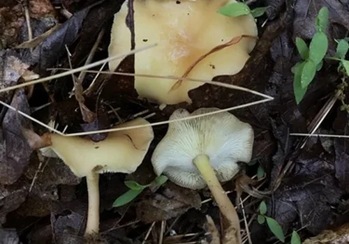Sulphur Gymnopus
