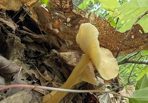 Another view of Sulphur Gymnopus