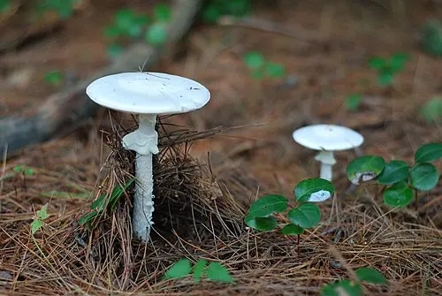 Destroying Angel