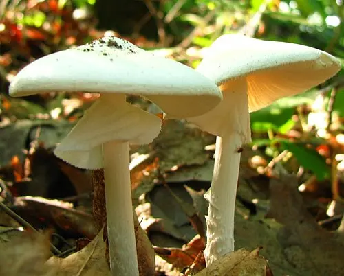 Another view of Destroying Angel