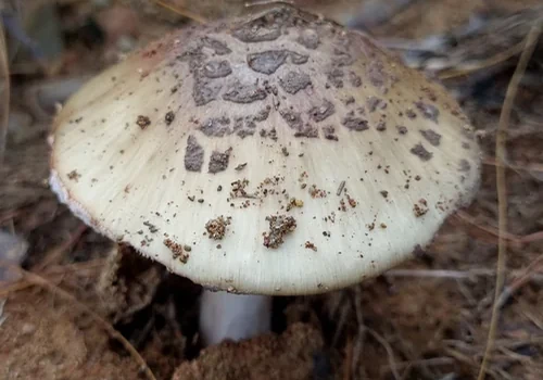 Mesoamerican Dark-volva Blusher