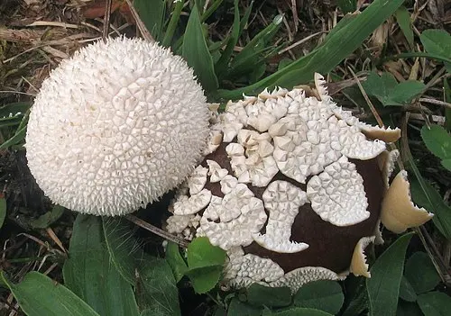 Peeling Puffball