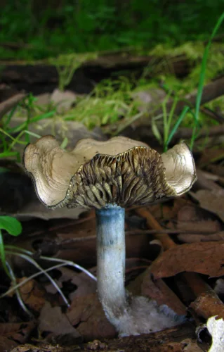 Another view of Ovoid Psilocybe