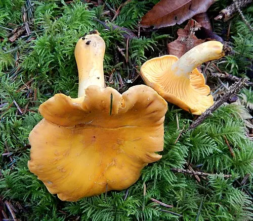 Another view of Pacific Golden Chanterelle