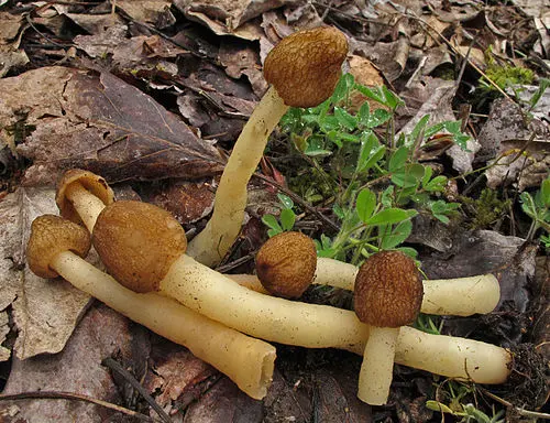 Conic Morel