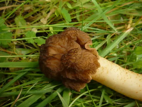 Another view of Conic Morel