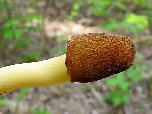 Another view of Conic Morel