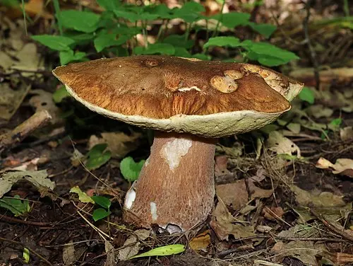 Another view of Summer Bolete