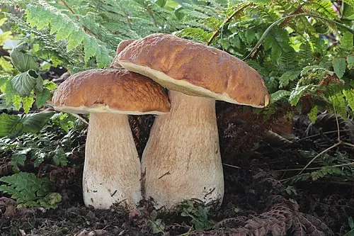 Penny Bun Bolete