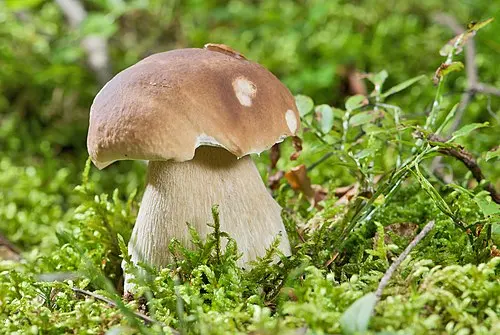 Another view of Penny Bun Bolete