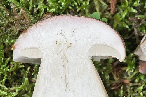 Another view of Penny Bun Bolete