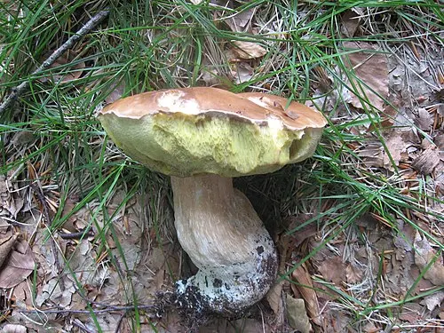 Another view of Penny Bun Bolete