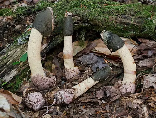 Ravenel's Stinkhorn