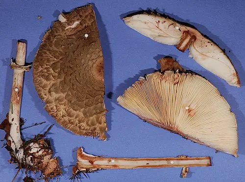 Another view of Shaggy Parasol