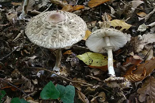 Another view of Shaggy Parasol