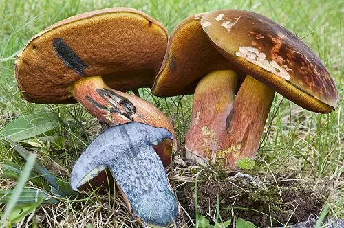 Another view of Red-mouth Bolete