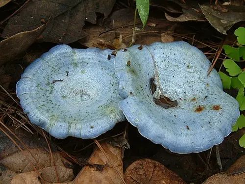 Indigo Milk Cap