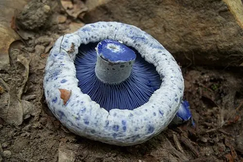 Another view of Indigo Milk Cap