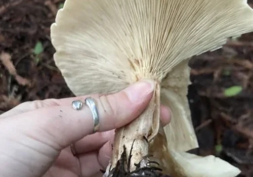 Large White Leucopaxillus
