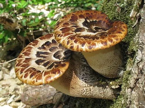 Another view of Dryad's Saddle