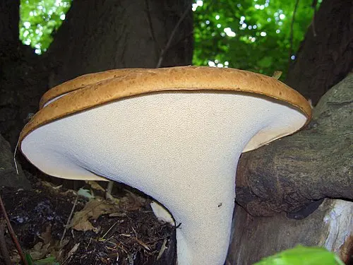 Another view of Dryad's Saddle