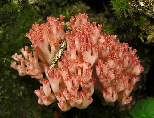 Rosso Coral Fungus