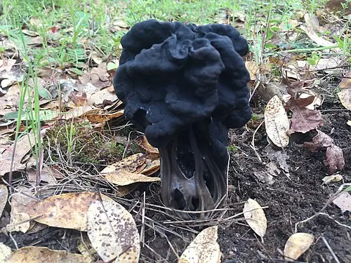 Oak-loving Elfin Saddle