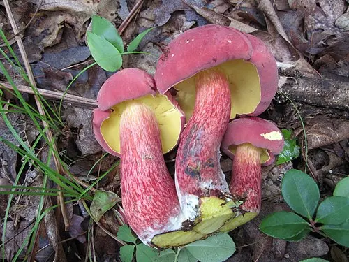 Two-colored Bolete