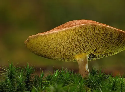 Another view of Bovine Bolete