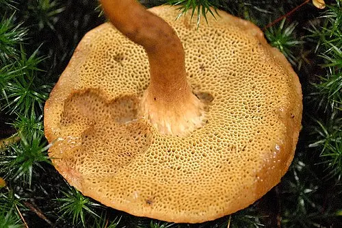 Another view of Bovine Bolete