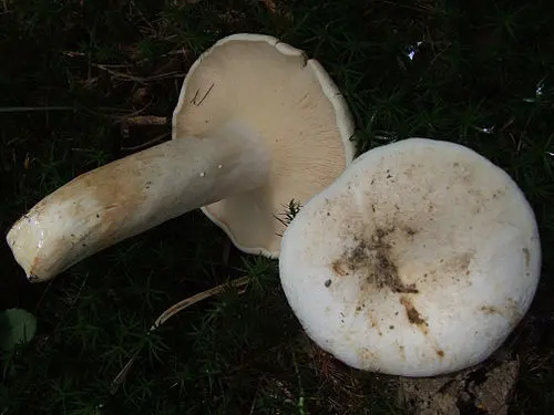 Peppery Milkcap