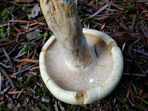 Another view of Peppery Milkcap