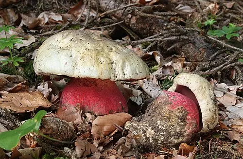 Devil's Bolete