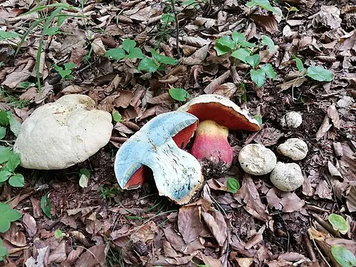 Another view of Devil's Bolete