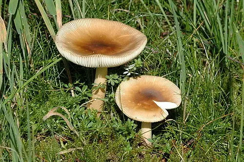 Another view of Tawny Grisette