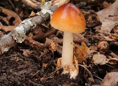 Another view of Tawny Grisette