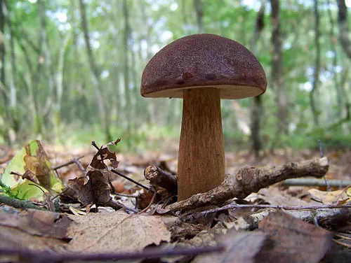Bay Bolete