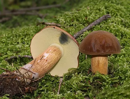 Another view of Bay Bolete