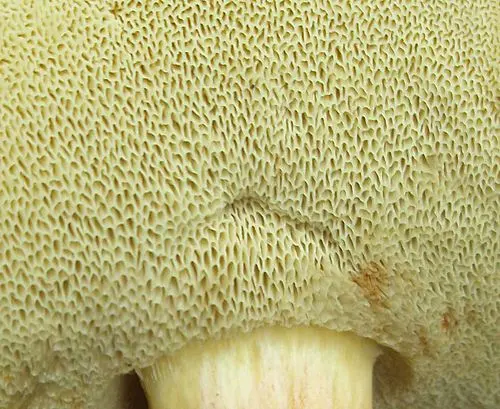 Another view of Bay Bolete