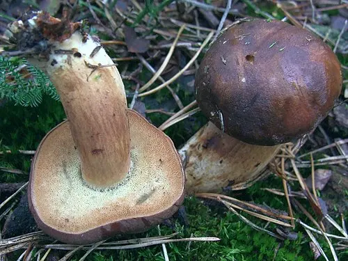 Another view of Bay Bolete
