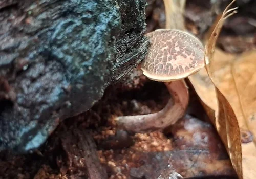 Truncated-spored Bolete