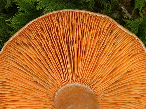 Another view of False Saffron Milkcap
