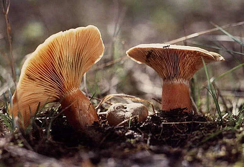 Another view of False Saffron Milkcap