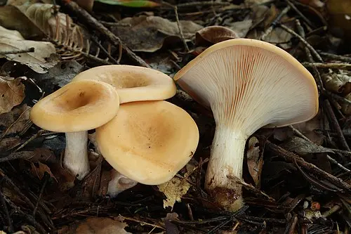 Another view of Tawny Funnel Cap