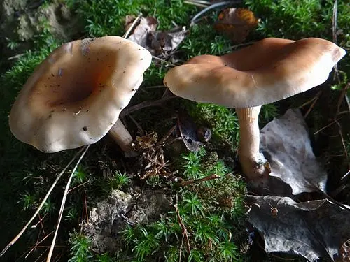 Another view of Tawny Funnel Cap