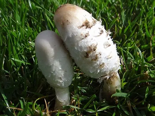 Shaggy Inkcap