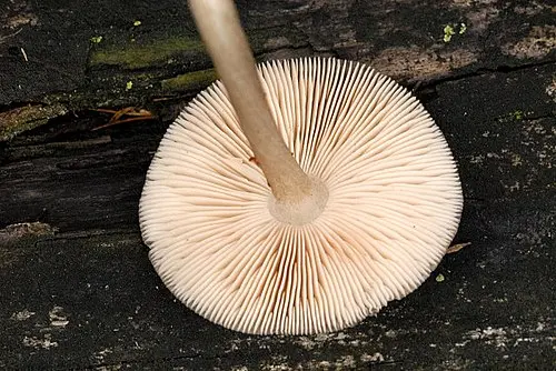 Another view of Rooting Shank