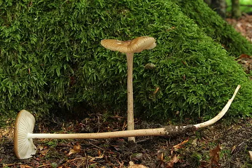 Another view of Rooting Shank